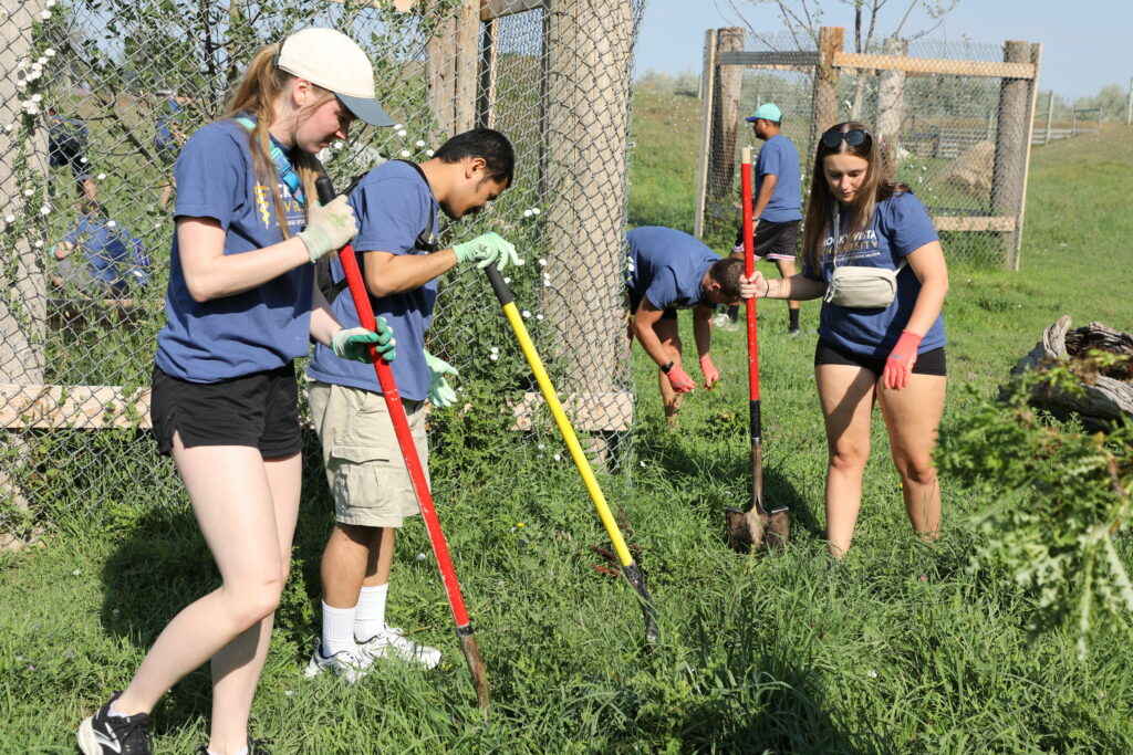 RVU students remove weeds with shovels.